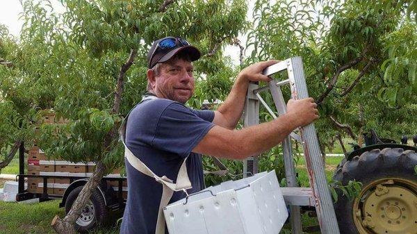 Out picking peaches.