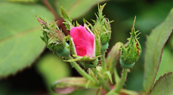 Centennial Gardens and Bird Sanctuary