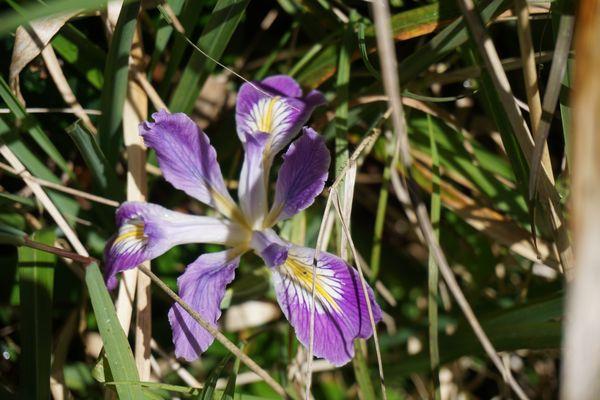 Cape Sebastian State Park