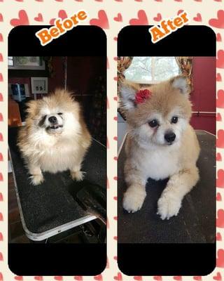 Barks and Purrs Grooming and Boarding