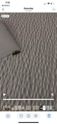 Roaches on the bed