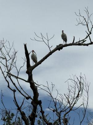 White Ibis