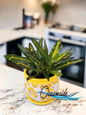 Oceanside California flowers