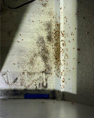 Maistros Pest Control