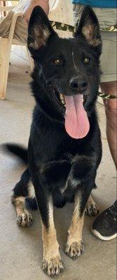 Mutt Matchers & Friends