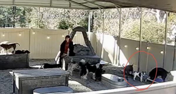 Asheville Barkmore LLC