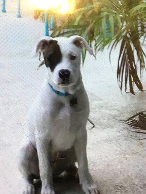 Treasure Coast Pet Grooming