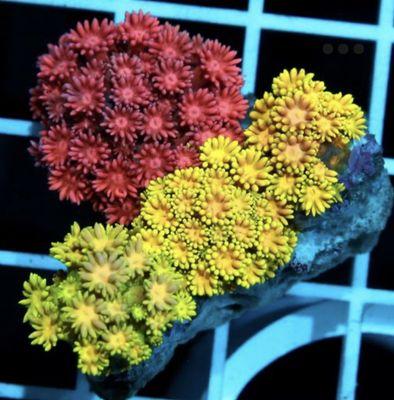 We receive corals, fish and invertebrates every week