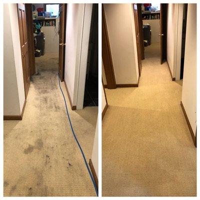 Capitol Hill Carpet Cleaning