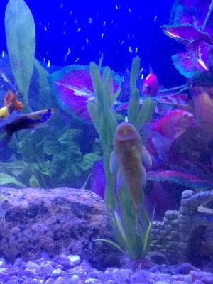 Northeast Pet Center