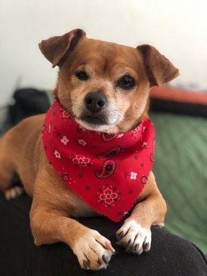 Purrrfect Paws Grooming