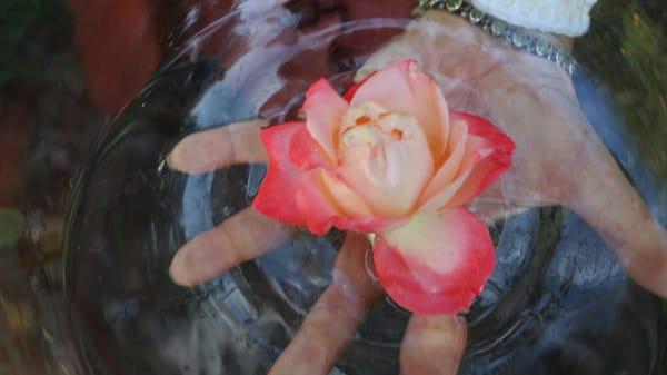 Making my organic Namaste Santuario flower essences!