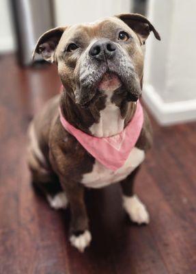 Long Beach Pupazzo Dog Grooming