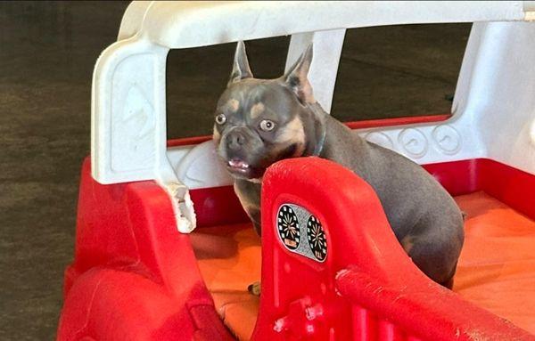 Opie's Doggie Playcare and Salon