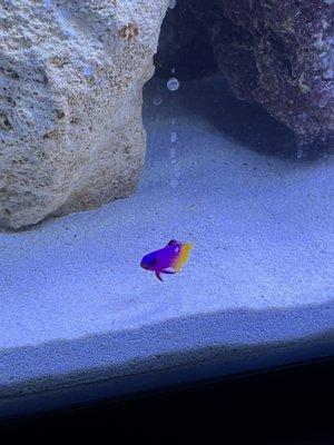 Becky's Aquarium Works