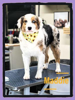 Wag & Wash Dog Grooming