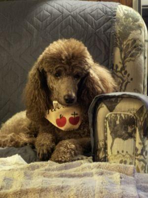 Northtown Animal Hospital