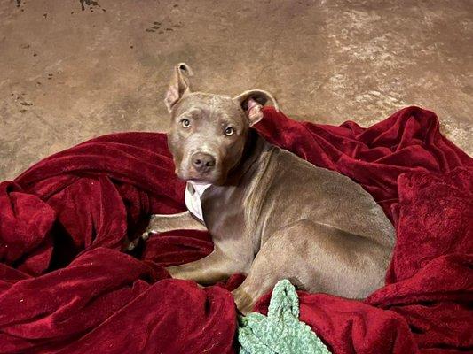 Paws-Promoting Animal Welfare Society