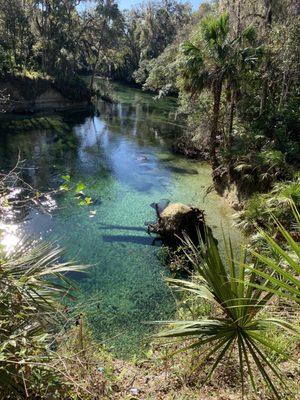 Manatee and Natural Spring Adventure Tour