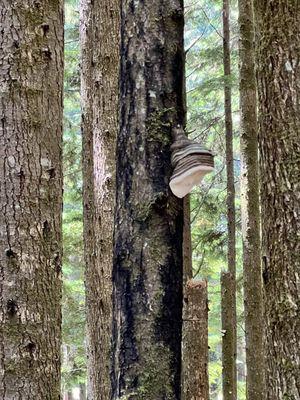 Spyglass Ridge Open Space