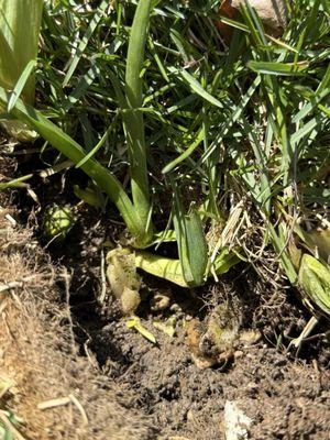 Turf Concepts Landscaping