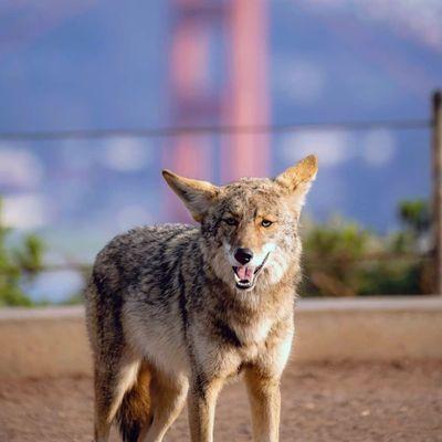 Golden Gate Postcard Viewpoint