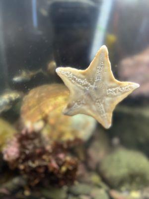 Point Cabrillo Light Station