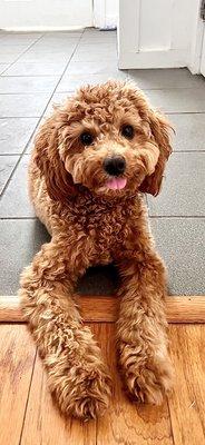 Affordable Animal Hospital Silver Lake