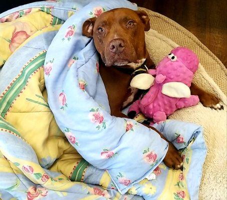 Sixth Street Veterinary Hospital