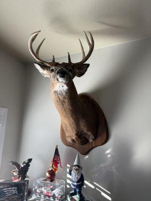 Bucky’s Taxidermy