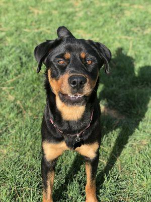 Canine Community Center