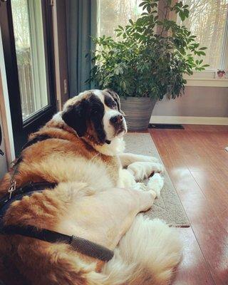 Synergy Veterinary Care