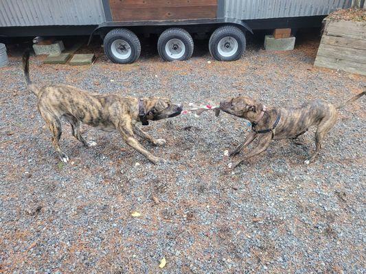 Paladin Pet Services