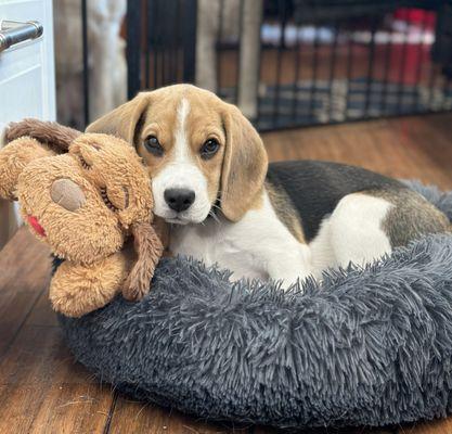 College Gardens Pet Camp