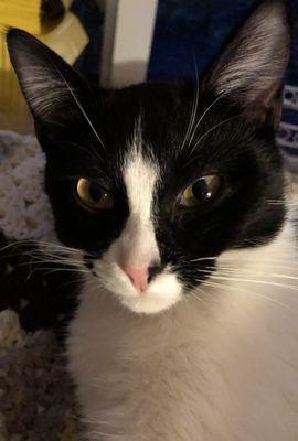 Georgetown Veterinary Hospital