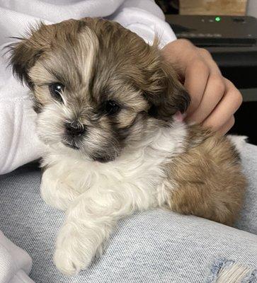 Westview Animal Hospital