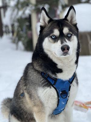 Dog Lady of MoHo
