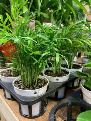 Trendy Flower Plant Shop