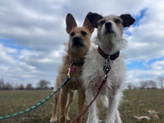 The Grateful Dawg Chicago