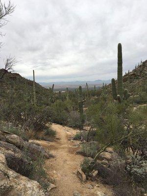 Desert-scape from the trail