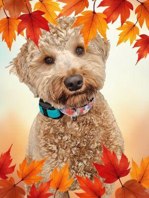 Darlas Little Rascals Mobile Pet Grooming