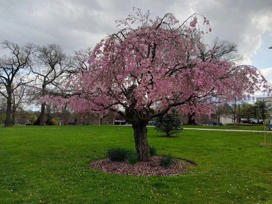 Washington Adventist University