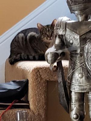 Love and Care Kitten Adoption