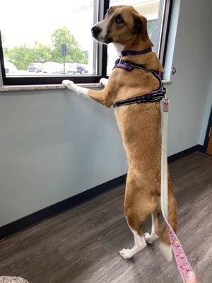 Mexico Road Animal Hospital