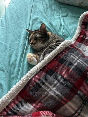 Tracy Animal Hospital