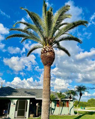 On the Bay Tree Service and Pressure Cleaning