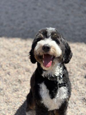 Stone Mountain Pet Lodge - Xenia