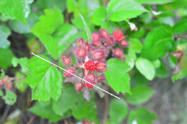Wild Raspberry