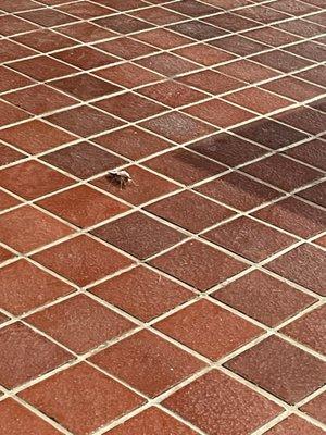 Century Towers Apartments