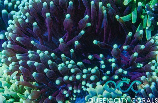 Queen City Corals